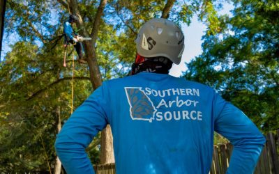 Solia Media Creates Video for Southern Arbor Source Tree Service